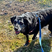 Emma is registered to the contest to win money with this photo: dog, black_dog, leash, grass, outdoor, pet, canine, happy, animal, nature, water, puddle, sunlight, muzzle, ears, collar, playful, friendly, walking, daytime