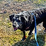 dog, black_dog, leash, grass, outdoor, pet, canine, happy, animal, nature, water, puddle, sunlight, muzzle, ears, collar, playful, friendly, walking, daytime
