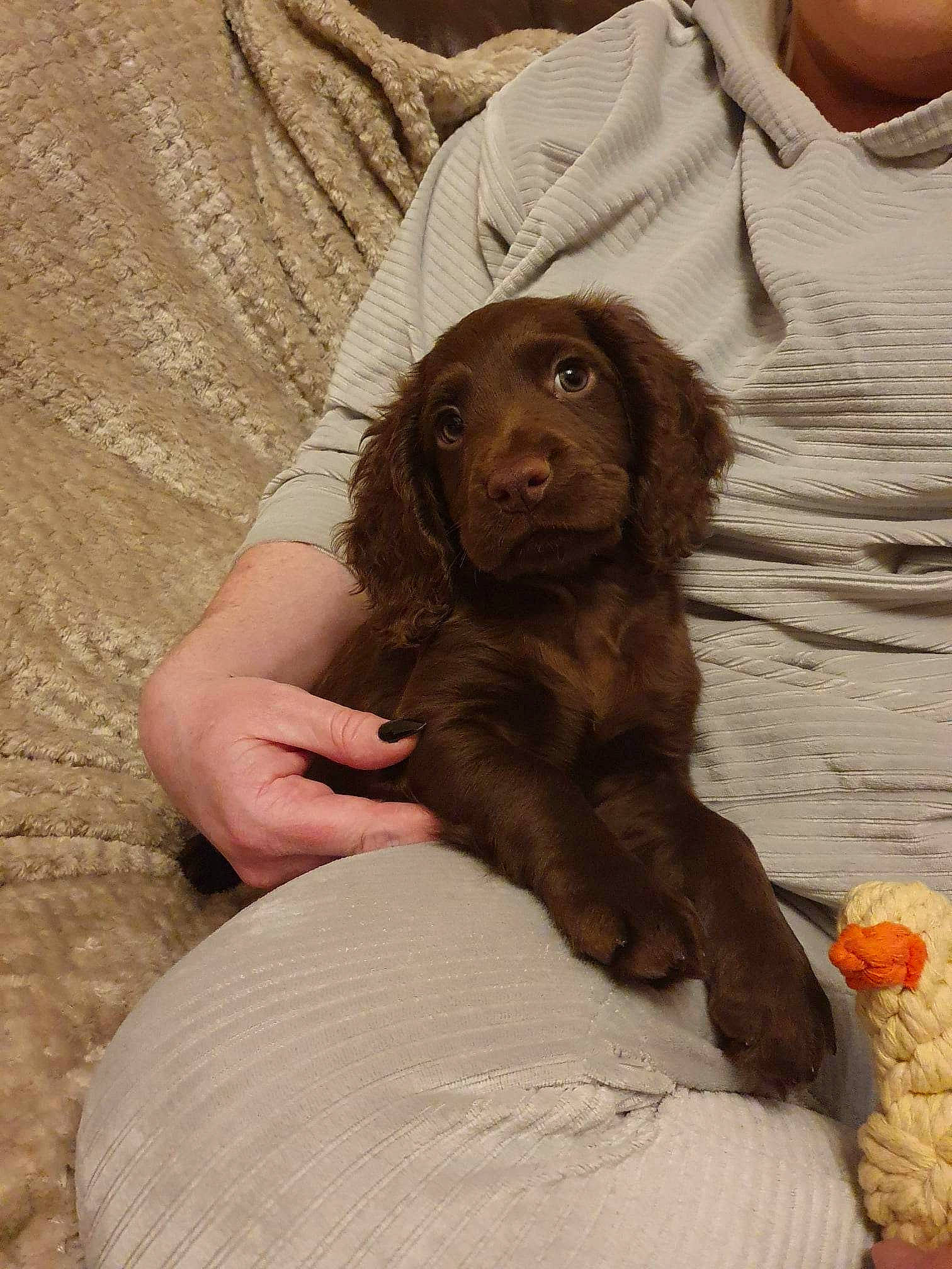 Alfie is registered to the contest to win money with this photo: brown, canidae, carnivore, comfort, companion_dog, dog, dog_breed, fawn, fur, hunting_dog, liver, sitting, sleeve, snout, spaniel, sporting_group, wood, working_animal