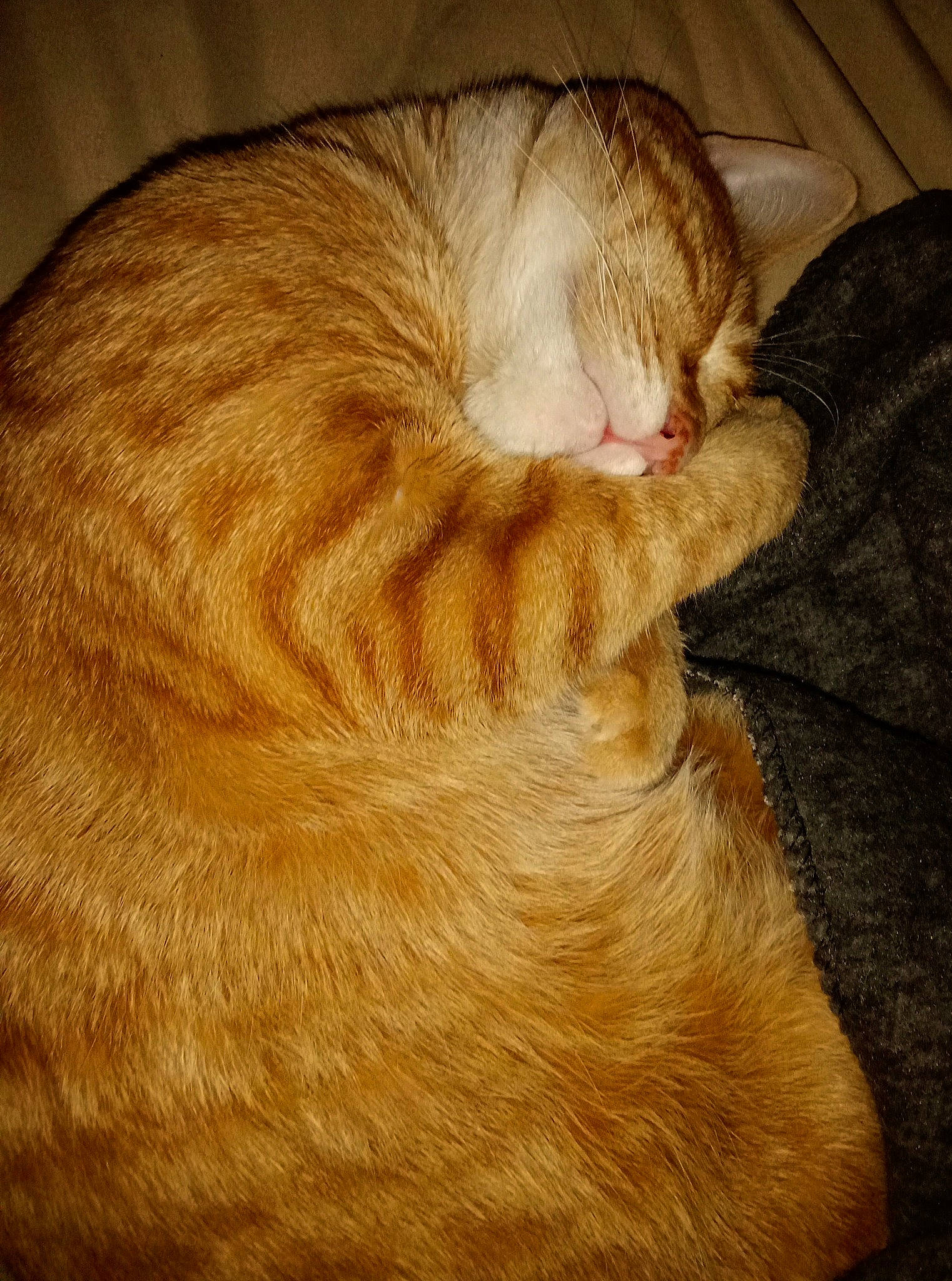 Astrid is registered to the contest to win money with this photo: carnivore, cat, claw, comfort, domestic_short_haired_cat, ear, fawn, felidae, flooring, foot, fur, hardwood, nap, paw, small_to_medium_sized_cats, snout, tail, whiskers, wood