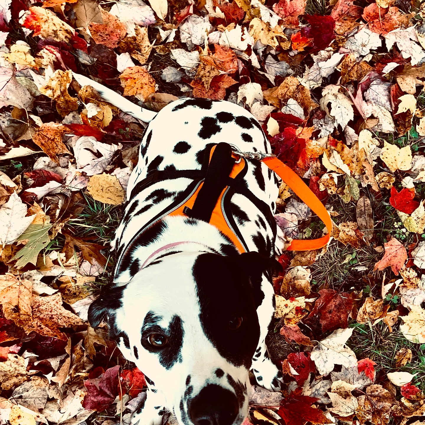 Pierce joined the competition — help win amazing prizes! animal, canine, dalmatian, dog, face, head, hound, leaf, person, pet, photography, plant, pointer, portrait, puppy, rock, sleeping, soil, tree, whitedog