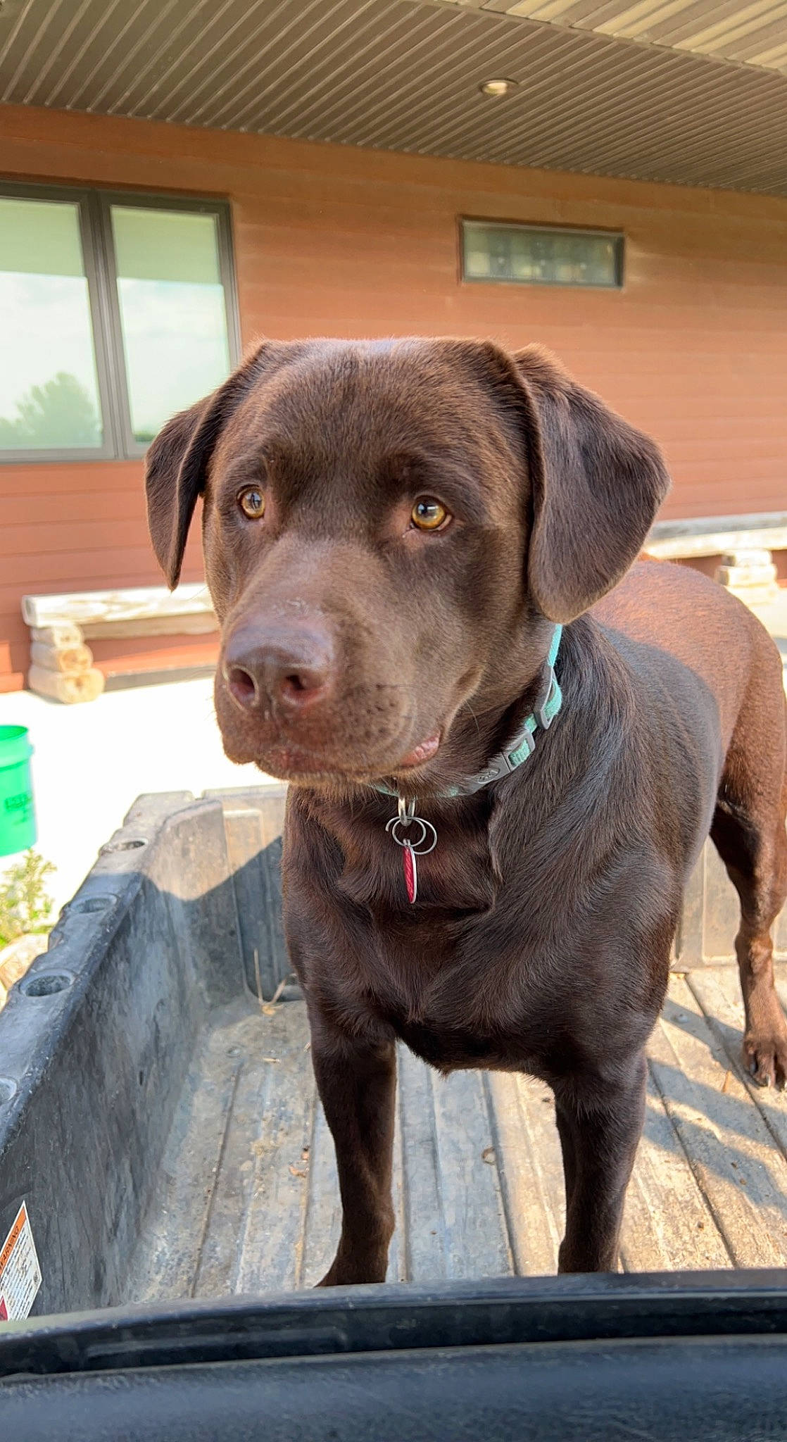 Buck is registered to the contest to win money with this photo: borador, canidae, carnivore, collar, companion_dog, dog, dog_breed, dog_collar, fawn, firefighter, fur, gun_dog, leash, liver, pet_supply, snout, sporting_group, whiskers, window, working_animal