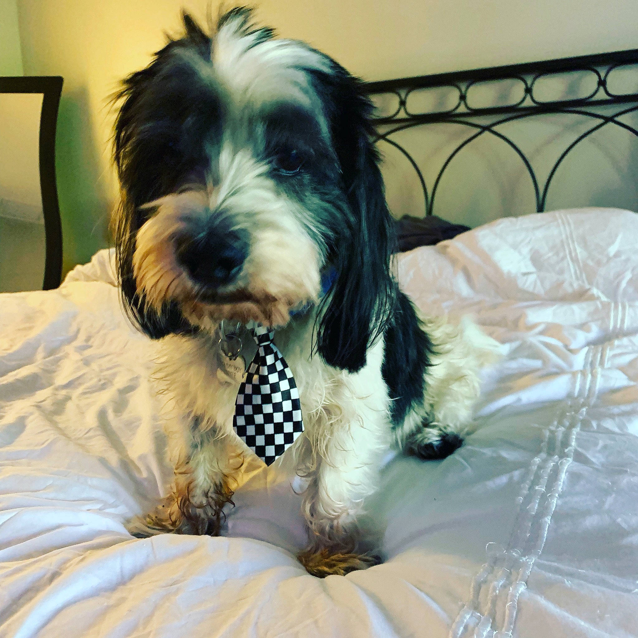 Tommy Boy is registered to the contest to win money with this photo: briquet_griffon_vendeen, canidae, carnivore, cavapoo, cockapoo, companion_dog, dog, dog_breed, grand_basset_griffon_vendeen, kyi_leo, mammal, petit_basset_griffon_vendeen, polish_lowland_sheepdog, puppy, rare_breed_dog, snout, sporting_group, terrier, tibetan_terrier, vertebrate