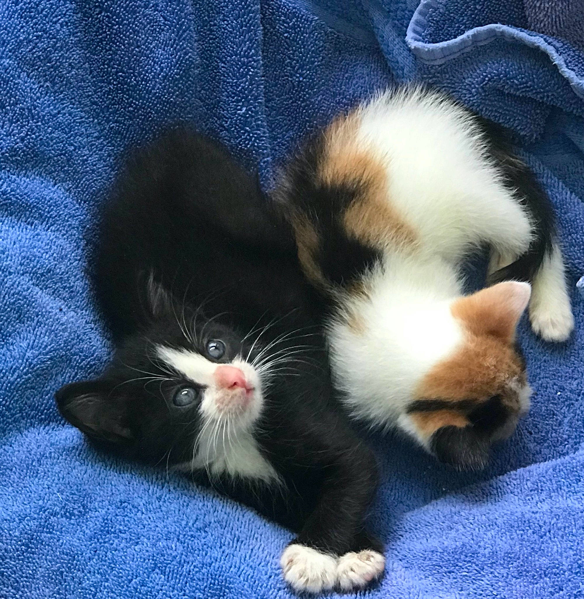 Sadie And Cc is registered to the contest to win money with this photo: american_wirehair, carnivore, cat, claw, fawn, felidae, fur, kitten, mammal, nap, paw, polydactyl_cat, small_to_medium_sized_cats, snout, tail, vertebrate, whiskers