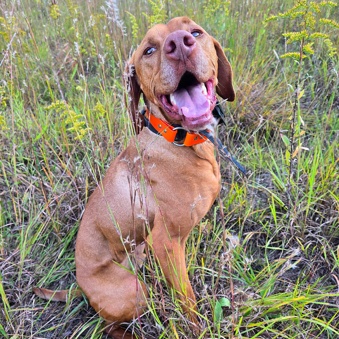 Boomer joined the competition — help win amazing prizes! accessories, animal, canine, dog, field, flower, glasses, grass, grassland, herbal, herbs, hound, nature, outdoors, pet, plant, pointer, puppy, tree, vegetation