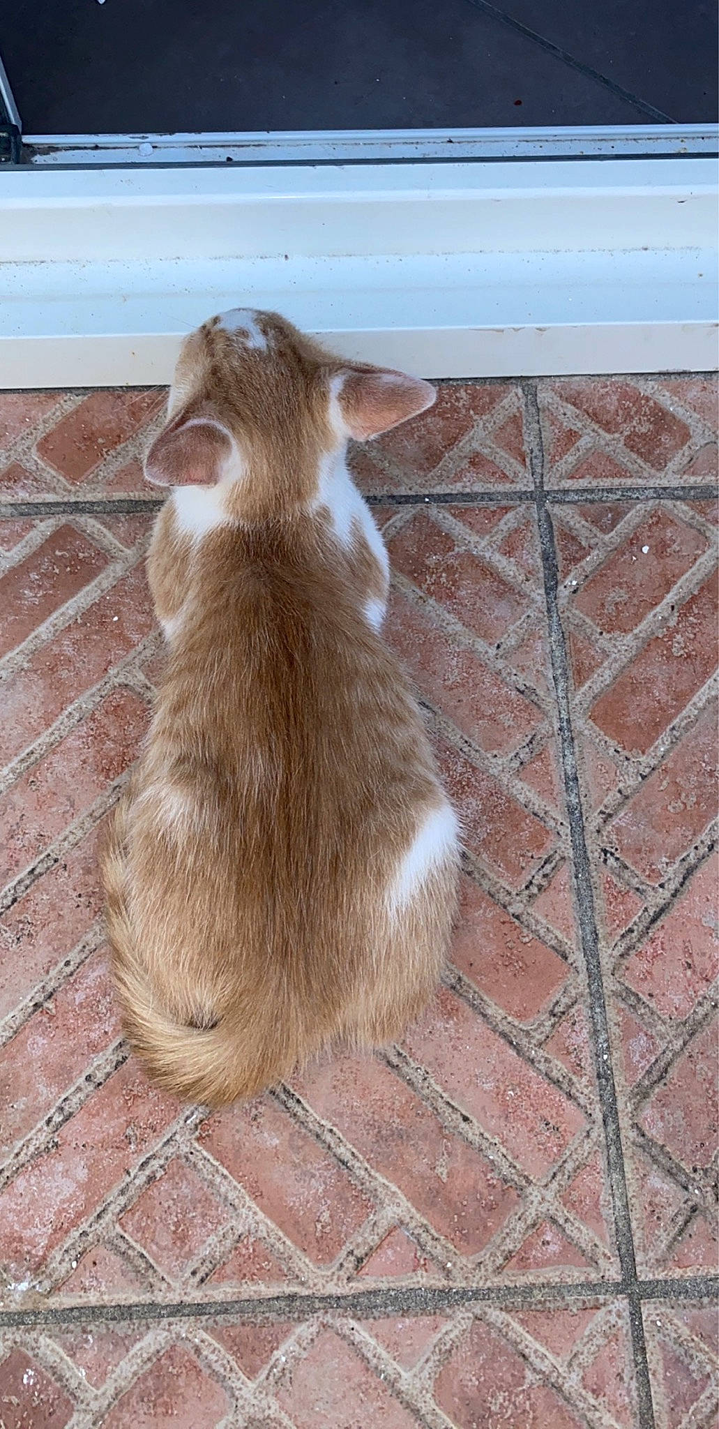 Nano participe au concours pour gagner de l'argent avec cette photo : carnivore, cat, fawn, felidae, small_to_medium_sized_cats, tail, whiskers