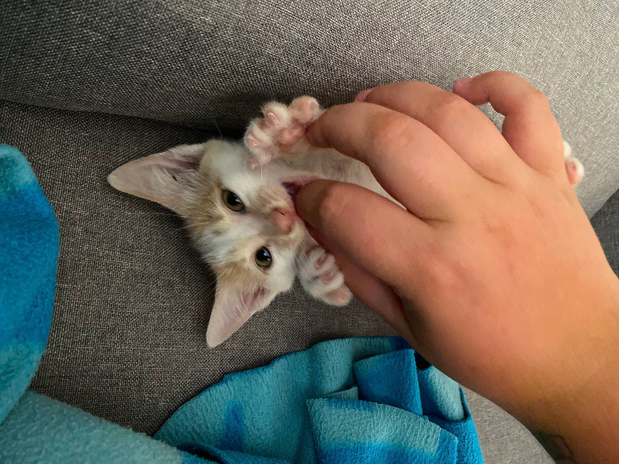 Nano participe au concours pour gagner de l'argent avec cette photo : carnivore, cat, fawn, felidae, finger, gesture, hand, mammal, marsupial, nail, whiskers