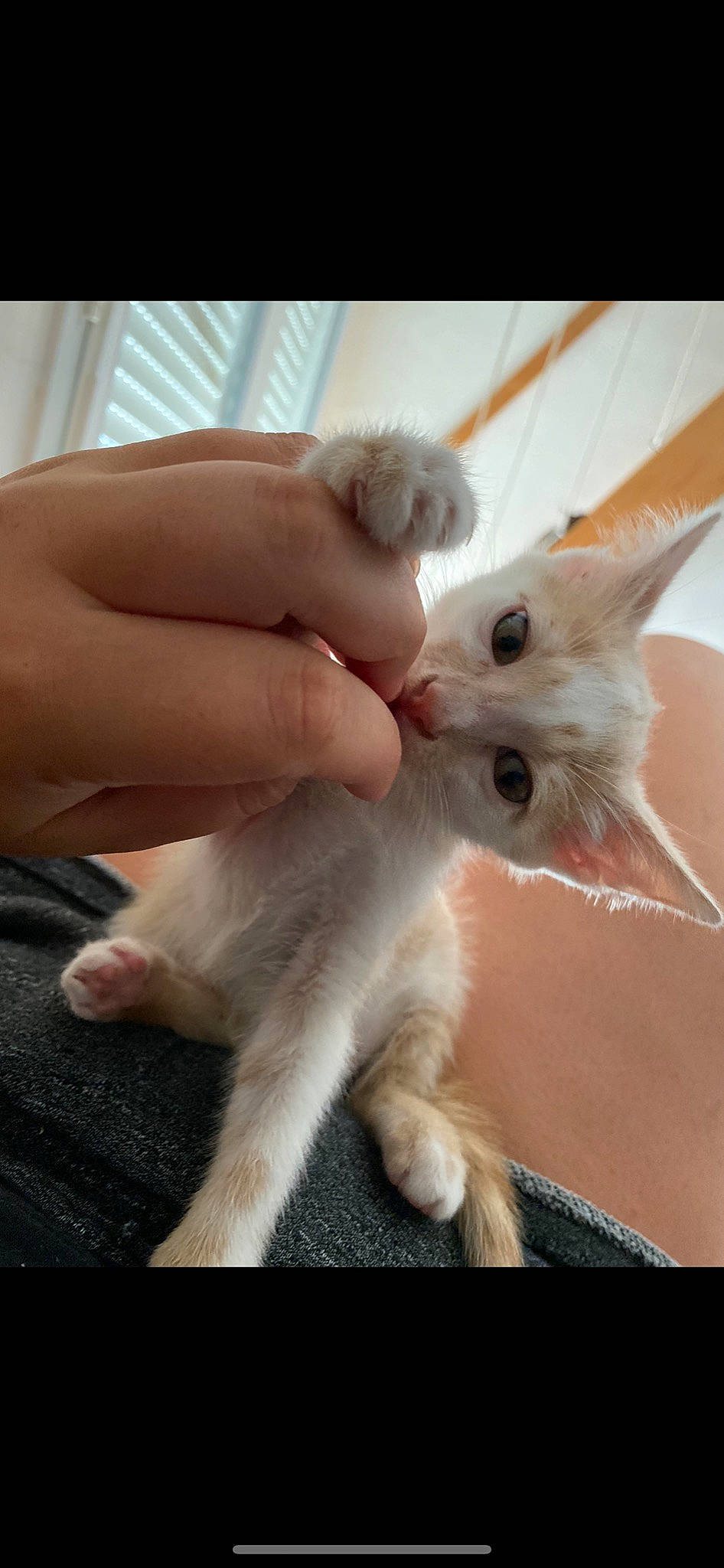 Nano a rejoint le concours — aidez-le/la à gagner de superbes lots ! burmilla, carnivore, cat, claw, fawn, felidae, kitten, mammal, polydactyl_cat, ragdoll, small_to_medium_sized_cats, turkish_angora, vertebrate, whiskers