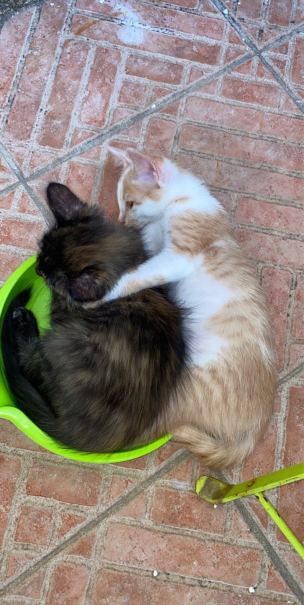 Nano a rejoint le concours — aidez-le/la à gagner de superbes lots ! carnivore, cat, domestic_long_haired_cat, european_shorthair, felidae, kitten, norwegian_forest_cat, small_to_medium_sized_cats, tail, whiskers