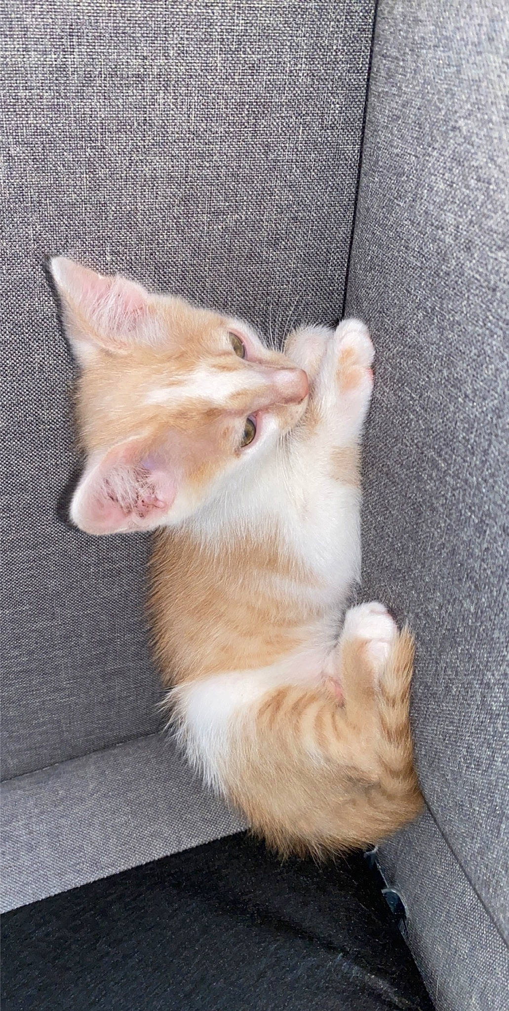 Nano a rejoint le concours — aidez-le/la à gagner de superbes lots ! aegean_cat, asian, carnivore, cat, colorpoint_shorthair, ear, european_shorthair, fawn, felidae, fur, kitten, leg, paw, polydactyl_cat, skin, small_to_medium_sized_cats, tail, turkish_angora, turkish_van, whiskers