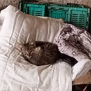 Yoda participe au concours pour gagner de l'argent avec cette photo : animal, blanket, cat, comforter, cozy, crate, domestic_animal, fabric, fur, furniture, home, indoor, pattern, pet, relaxation, resting, sleeping, soft_lighting, tabby_cat, textile