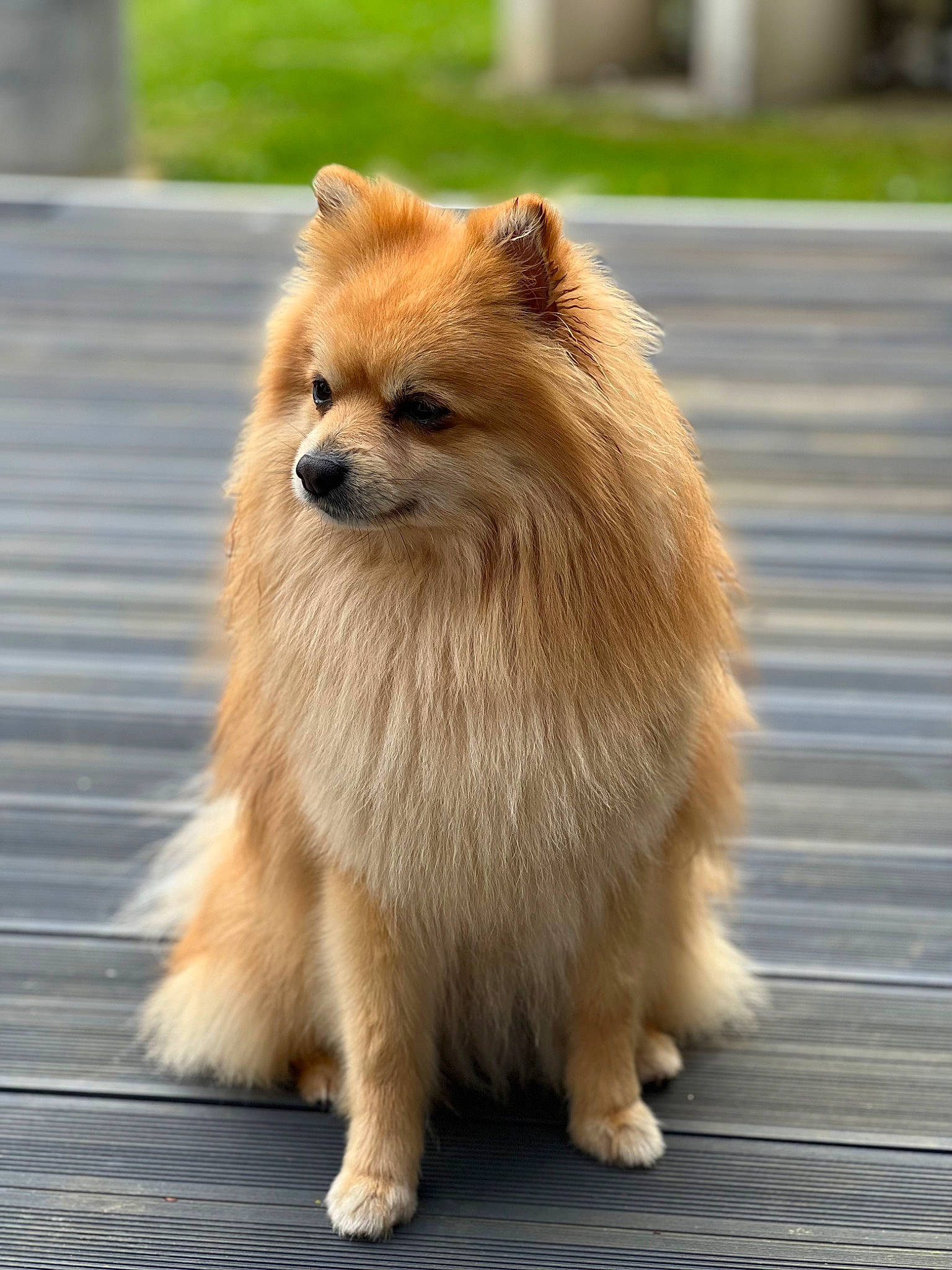 Brooklyn a rejoint le concours — aidez-le/la à gagner de superbes lots ! canidae, carnivore, companion_dog, dog, dog_breed, fawn, fur, german_spitz, german_spitz_mittel, non_sporting_group, plant, road_surface, snout, spitz, tail, terrestrial_animal, whiskers, wildlife, windscreen_wiper, working_animal