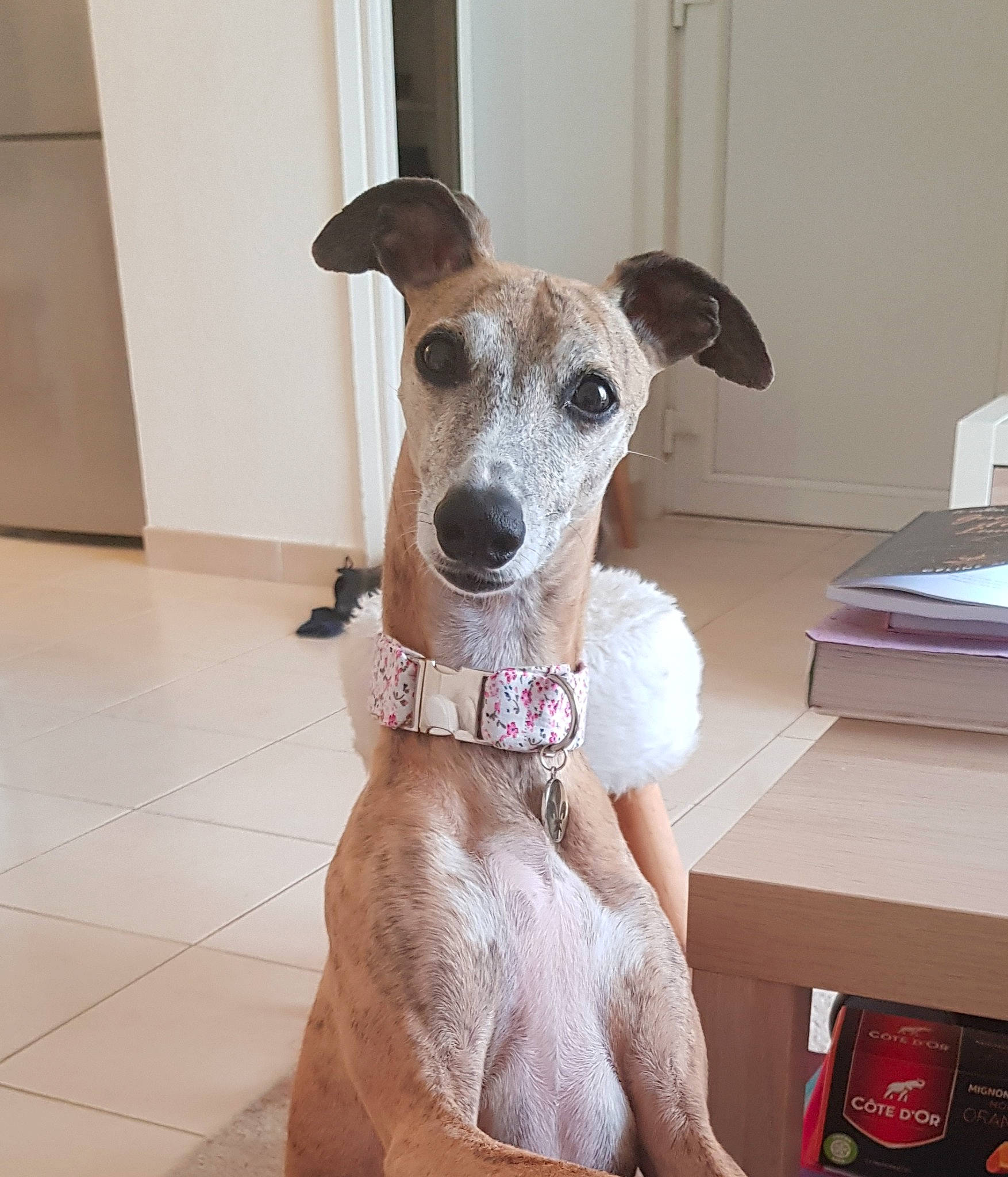 Jaïka a rejoint le concours — aidez-le/la à gagner de superbes lots ! canidae, carnivore, collar, companion_dog, dog, dog_breed, dog_collar, dog_supply, fawn, magyar_agar, pet_supply, rampur_greyhound, sighthound, snout, sporting_group, table, terrestrial_animal, terrier, whiskers, working_animal