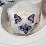 cat, kitten, white_fur, blue_eyes, fluffy, siamese, portrait, sink, bathroom, faucet, indoors, closeup, pet, animal, whiskers, pointed_ears, sitting, looking_at_camera, white, cute