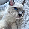 cat, kitten, blue_eyes, white_fur, cream_fur, long_hair, whiskers, pointed_ears, pet, animal, close_up, portrait, fluffy_blanket, cozy, indoor, relaxed, cute, sleepy, soft_texture, photography
