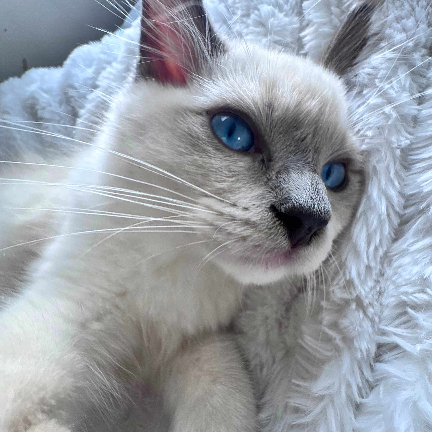 Loki
