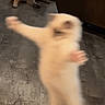 Loki joined the competition — help win amazing prizes! cat, cats, pet, animal, motion_blur, blurred, indoor, floor, wood_floor, furniture, door, brown_cat, cream_cat, standing, running, jumping, playful, background, home, funny