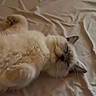 Loki joined the competition — help win amazing prizes! cat, fluffy, cream_colored, sleeping, lying_down, upside_down, bed, bedding, rumpled_sheets, cozy, indoors, pet, whiskers, ears, paws, fur, relaxed, cute, warm_lighting, nap