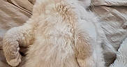 Loki joined the competition — help win amazing prizes! cat, sleeping, relaxed, belly_up, cream_fur, fluffy, whiskers, closed_eyes, pink_nose, ears, paws, indoor, bed, blanket, cozy, resting, pet, cute, portrait, soft_lighting