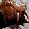 dog, cat, floor, tile, collar, orange_tabby, furry, pet, sleeping, resting, cozy, animal_companions, indoors, domestic, cute, snuggling, friendship, white_blanket, relaxed, quiet