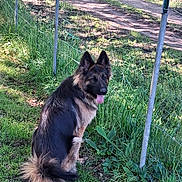 Vaya participe au concours pour gagner de l'argent avec cette photo : dog, german_shepherd, grass, fence, outdoor, sunlight, shadow, tongue_out, animal, pet, sitting, nature, greenery, path, wire_fence, canine, fur, playful, daytime, mammal