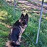 dog, german_shepherd, grass, fence, outdoor, sunlight, shadow, tongue_out, animal, pet, sitting, nature, greenery, path, wire_fence, canine, fur, playful, daytime, mammal