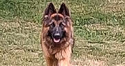Vaya a rejoint le concours — aidez-le/la à gagner de superbes lots ! dog, german_shepherd, grass, outdoor, animal, pet, canine, walking, nature, field, fur, ears, tongue, muzzle, mammal, daylight, tree, greenery, park, blurred