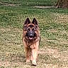 dog, german_shepherd, grass, outdoor, animal, pet, canine, walking, nature, field, fur, ears, tongue, muzzle, mammal, daylight, tree, greenery, park, blurred