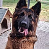 dog, german_shepherd, tongue_out, pet, animal, canine, outdoor, yard, dog_house, playful, fur, ears, happy, close_up, muzzle, grass, nature, collar, portrait, friendly