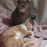 Caramel participe au concours pour gagner de l'argent avec cette photo : animal, bed, bedroom, blanket, canine, cat, couch, cushion, dog, face, furniture, homedecor, indoors, kitten, person, pet, puppy, quilt, room, sleeping