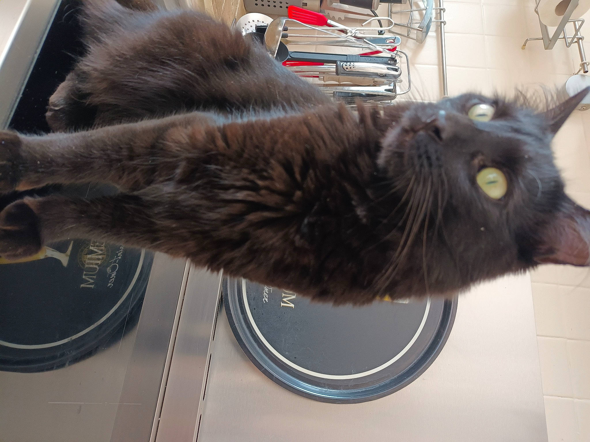 Cachou participe au concours pour gagner de l'argent avec cette photo : black_cat, carnivore, cat, claw, collar, domestic_short_haired_cat, felidae, fur, small_to_medium_sized_cats, snout, tail, whiskers