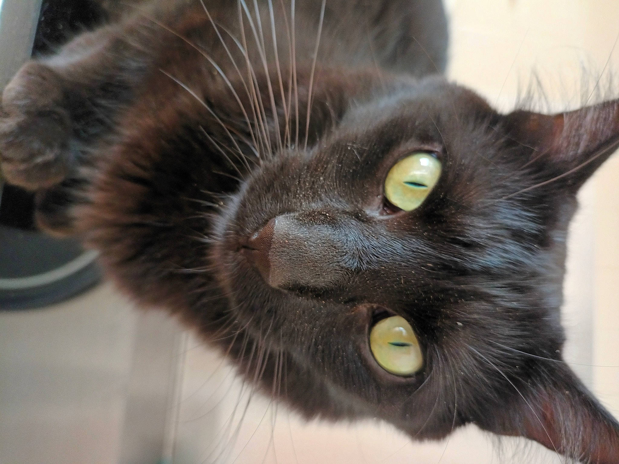 Cachou a rejoint le concours — aidez-le/la à gagner de superbes lots ! black_cat, carnivore, cat, domestic_short_haired_cat, ear, felidae, fur, iris, small_to_medium_sized_cats, snout, terrestrial_animal, whiskers