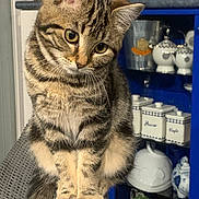 Marguerite a rejoint le concours — aidez-le/la à gagner de superbes lots ! animal, cat, chair, curious, cute, decor, eyes, feline, fur, head_tilt, home, indoor, kitchen, kitten, pet, shelf, sitting, tabby, whiskers, wicker