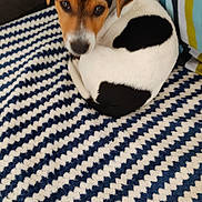 Babouches a rejoint le concours — aidez-le/la à gagner de superbes lots ! animal, black_spots, blanket, brown_and_white, couch, cozy, curled_up, cute, dog, ears, fur, home, indoor, looking_up, pet, puppy, resting, small_dog, striped_blanket, striped_pillow