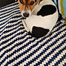 animal, black_spots, blanket, brown_and_white, couch, cozy, curled_up, cute, dog, ears, fur, home, indoor, looking_up, pet, puppy, resting, small_dog, striped_blanket, striped_pillow