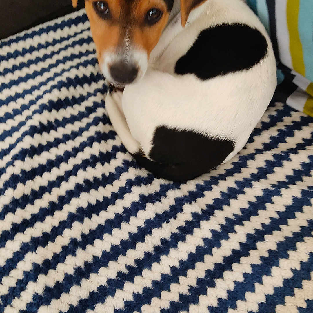 Babouches a rejoint le concours — aidez-le/la à gagner de superbes lots ! animal, black_spots, blanket, brown_and_white, couch, cozy, curled_up, cute, dog, ears, fur, home, indoor, looking_up, pet, puppy, resting, small_dog, striped_blanket, striped_pillow