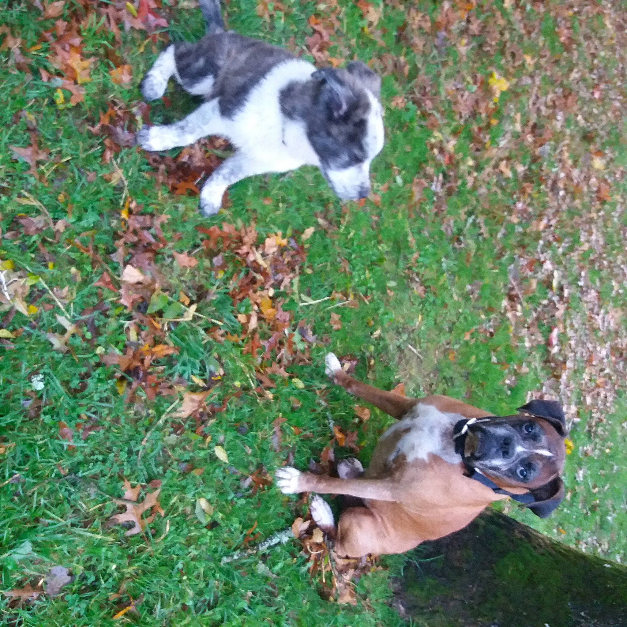 Skunk a rejoint le concours — aidez-le/la à gagner de superbes lots ! canidae, carnivore, cat, companion_dog, dog, dog_breed, fawn, felidae, grass, groundcover, lawn, leaf, mammal, small_to_medium_sized_cats, sporting_group, tail, terrestrial_animal, vertebrate, whiskers, working_animal