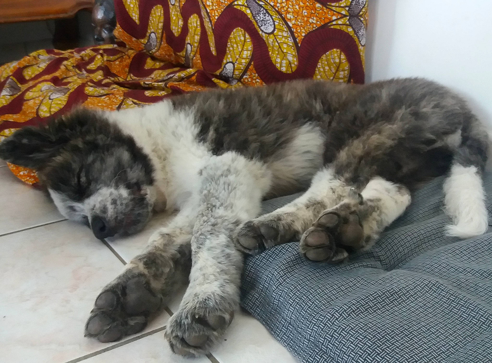 Saraj participe au concours pour gagner de l'argent avec cette photo : bored, canidae, carnivore, cat, chair, claw, comfort, companion_dog, dog, dog_breed, felidae, fur, nap, paw, picture_frame, small_to_medium_sized_cats, sporting_group, tail, terrestrial_animal, working_animal