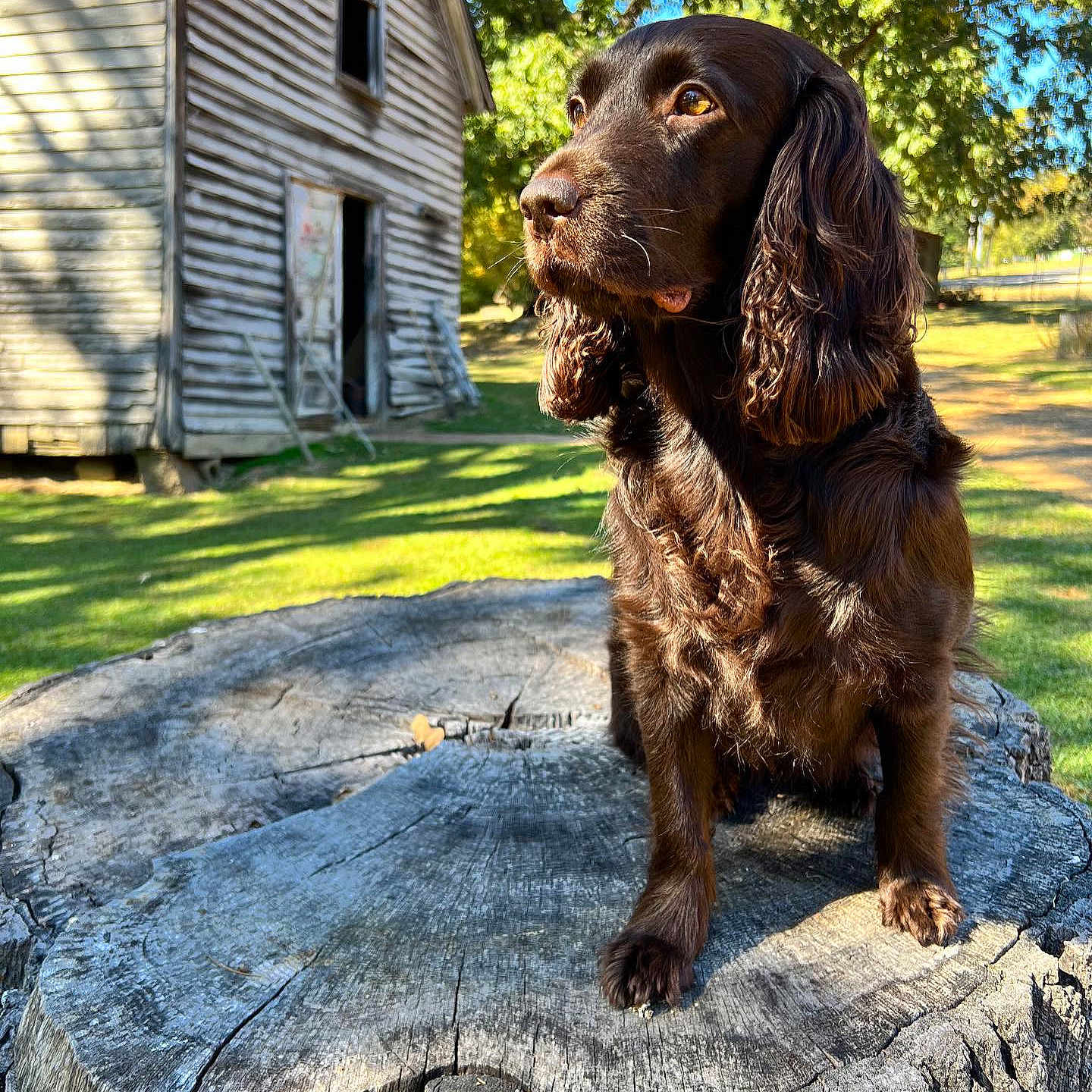 Sawyer
