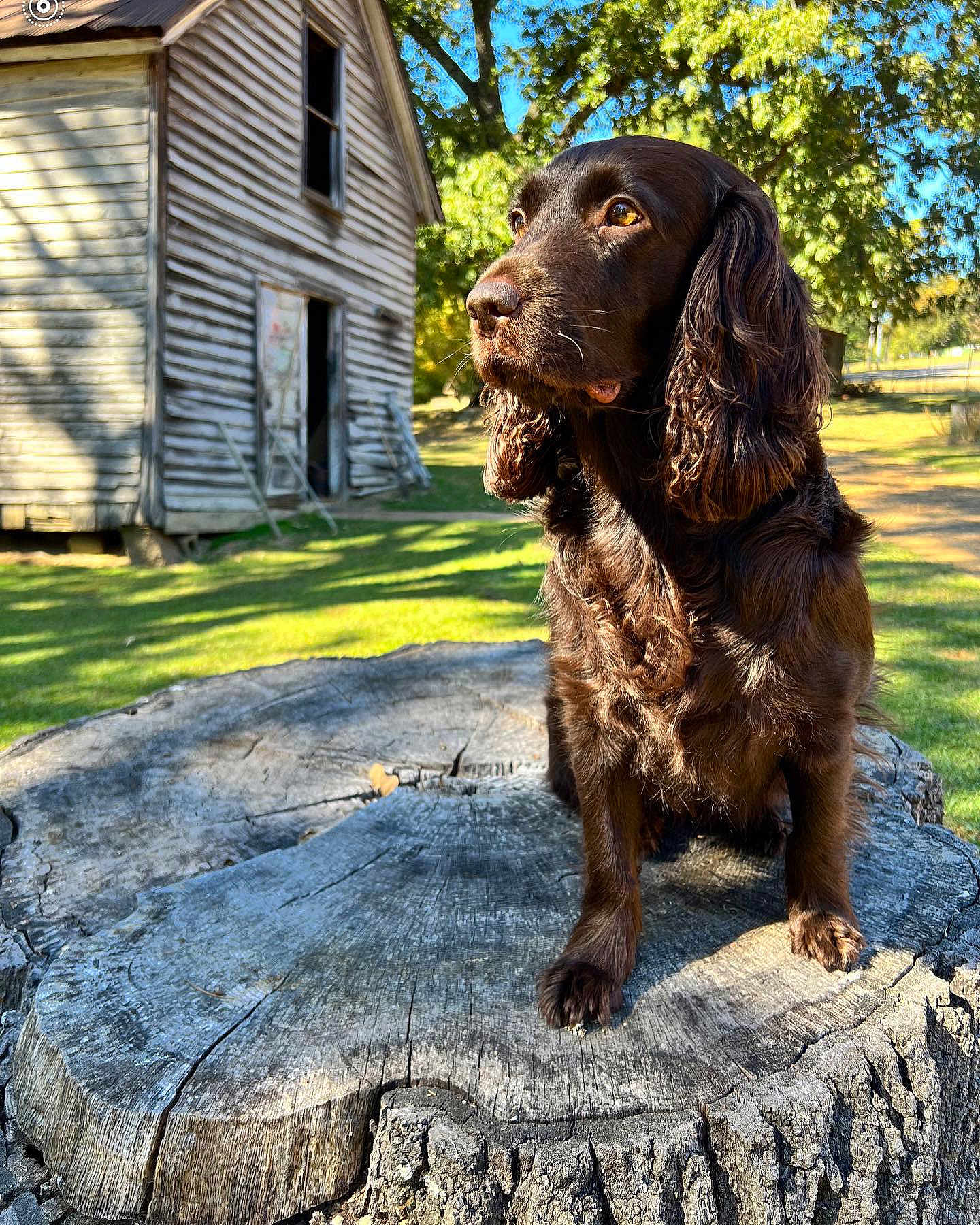 Sawyer