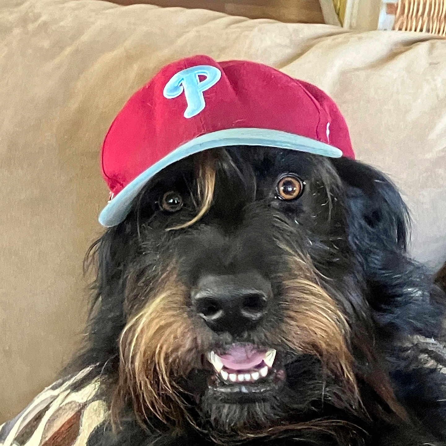 Jesse James joined the competition — help win amazing prizes! dog, pet, canine, shaggy, black_and_tan, long_hair, beard, mustache, smiling, teeth, open_mouth, baseball_cap, red_hat, portrait, close_up, indoor, couch, cushion, home, funny