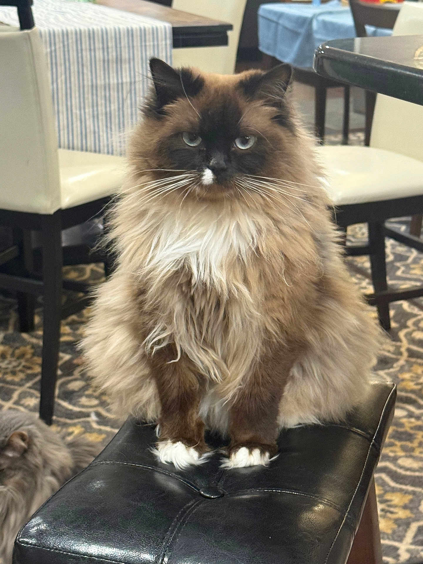 Violet joined the competition — help win amazing prizes! cat, fluffy, blue_eyes, sitting, ottoman, indoor, furniture, carpet, dining_chair, home, pet, animal, fur, closeup, mammal, whiskers, relaxed, domestic_cat, two_cats, seated