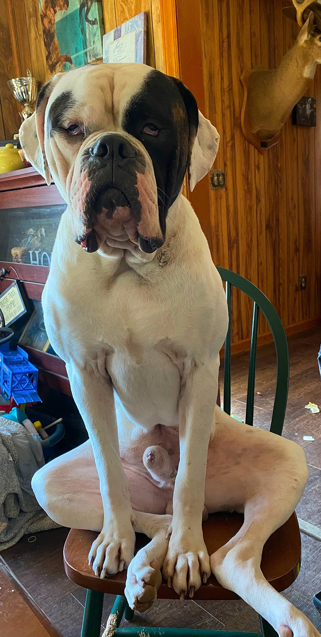 Brutus is registered to the contest to win money with this photo: bulldog, canidae, carnivore, chair, collar, companion_dog, dog, dog_breed, dog_collar, fawn, fur, giant_dog_breed, molosser, snout, sporting_group, whiskers, white, working_animal, working_dog, wrinkle