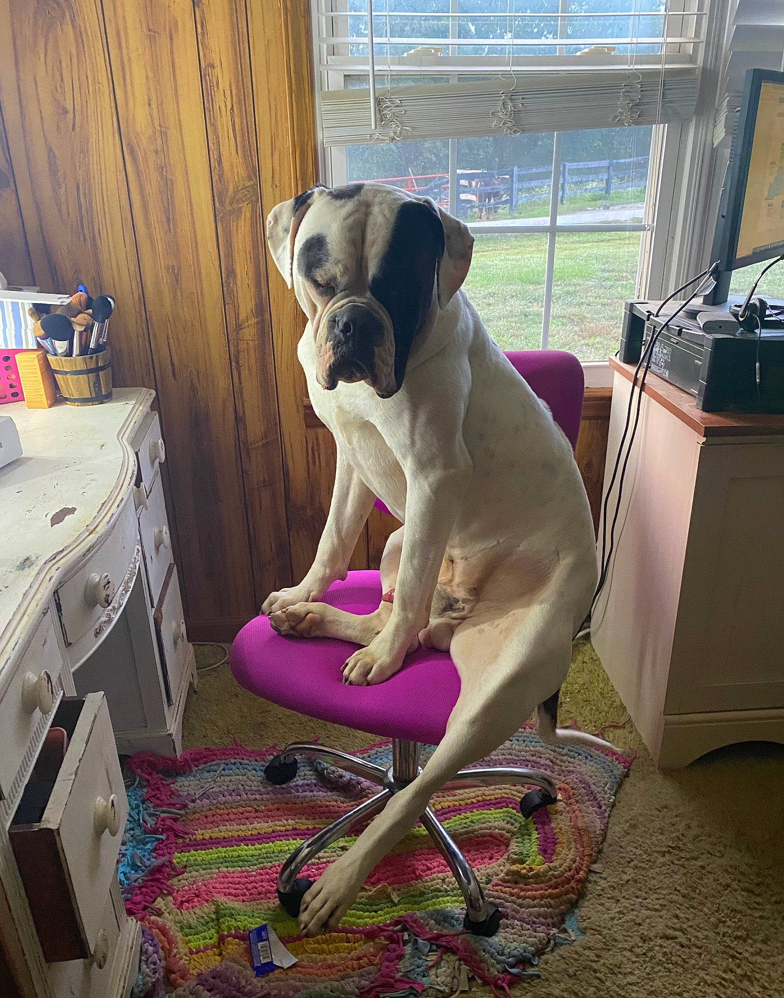 Brutus is registered to the contest to win money with this photo: canidae, carnivore, collar, comfort, companion_dog, dog, dog_breed, dog_collar, dog_supply, fawn, flooring, laundry_room, pet_supply, plant, room, snout, sporting_group, tail, vehicle_door, working_animal