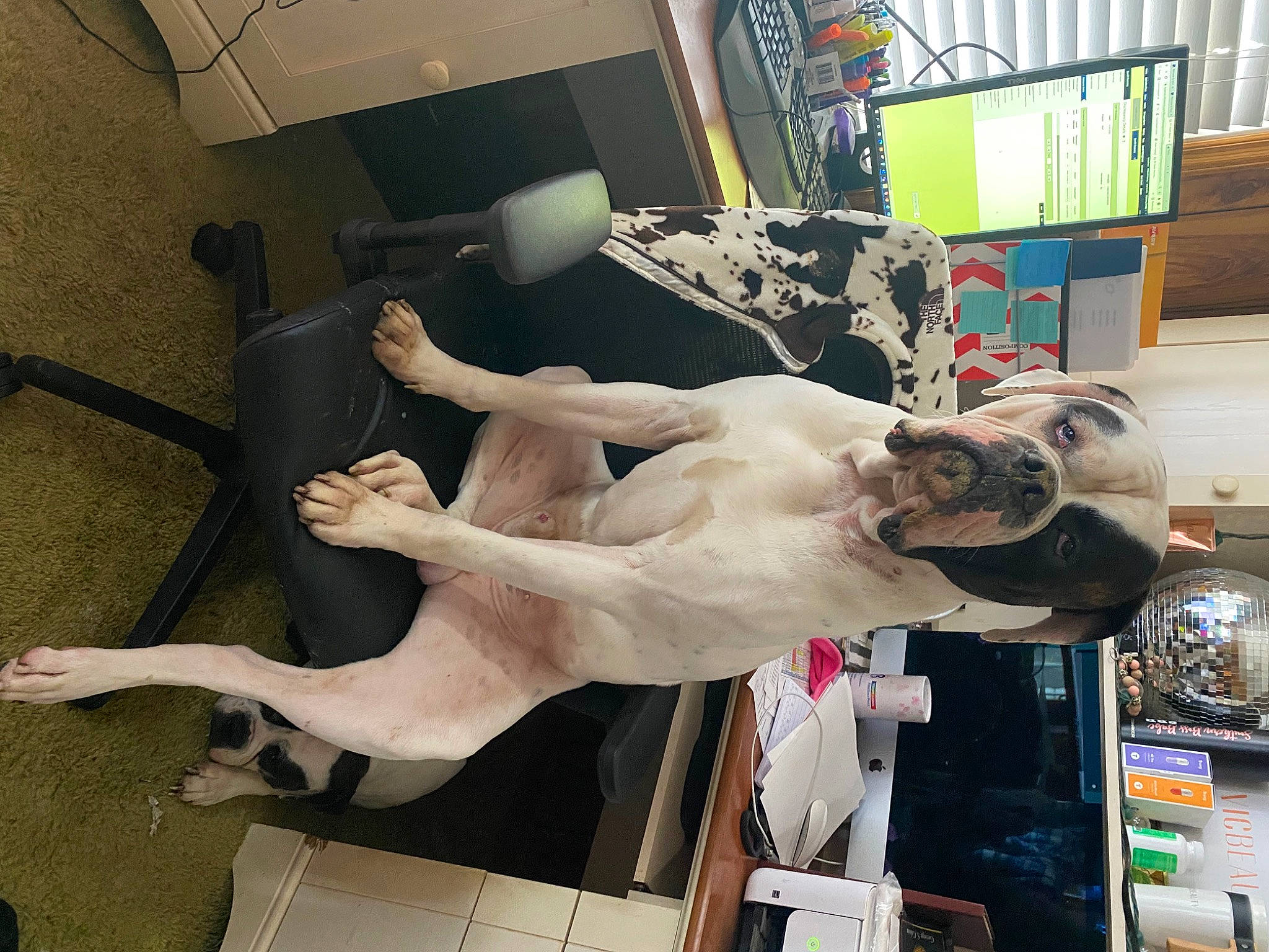 Brutus joined the competition — help win amazing prizes! abdomen, art, balance, barechested, chest, elbow, fawn, flesh, foot, fun, fur, human_leg, jaw, knee, machine, room, sculpture, statue, thigh, trunk