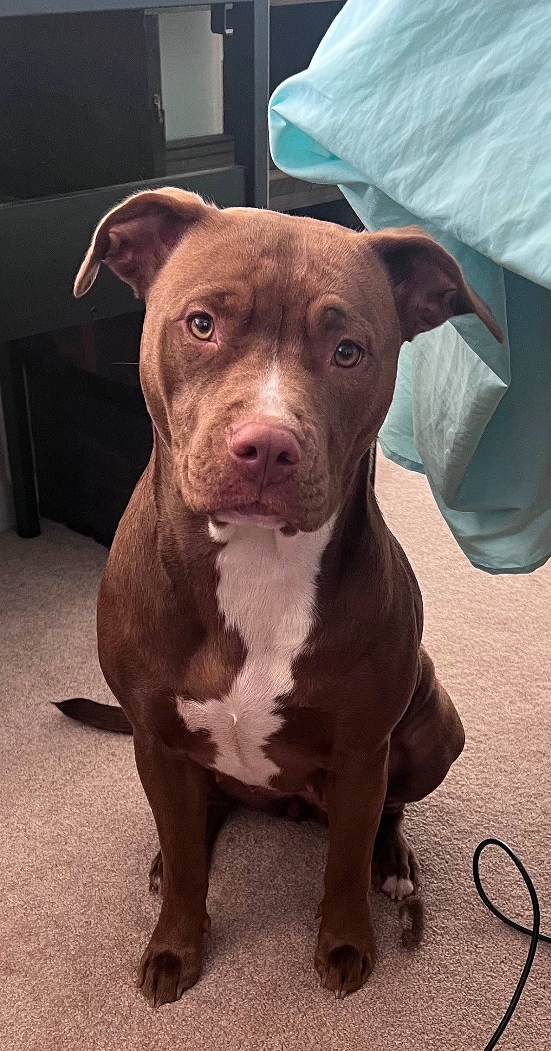 Kona is registered to the contest to win money with this photo: canidae, carnivore, collar, companion_dog, dog, dog_breed, dog_collar, eye, fawn, metal, non_sporting_group, snout, sporting_group, terrestrial_animal, whiskers, working_animal, working_dog