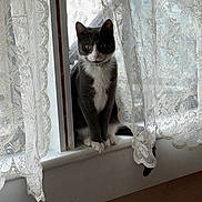 Mango joined the competition — help win amazing prizes! cat, tuxedo_cat, windowsill, lace_curtains, indoor, pet, animal, curious, white_and_gray, daylight, window, sitting, feline, domestic_cat, quiet, soft_light, curtains, looking, alert, cozy