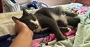 Mars is registered to the contest to win money with this photo: cat, sleeping, hand, bed, blanket, indoor, cozy, gray_cat, white_cat, resting, window, curtain, furniture, home, pet, animal, soft_light, comfort, napping, relaxation