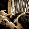 Mars joined the competition — help win amazing prizes! cat, sleeping, blanket, indoor, cozy, fur, paw, curtains, bookshelf, relaxation, pet, domestic_animal, whiskers, pink_nose, fur_texture, window, soft_light, resting, feline, home
