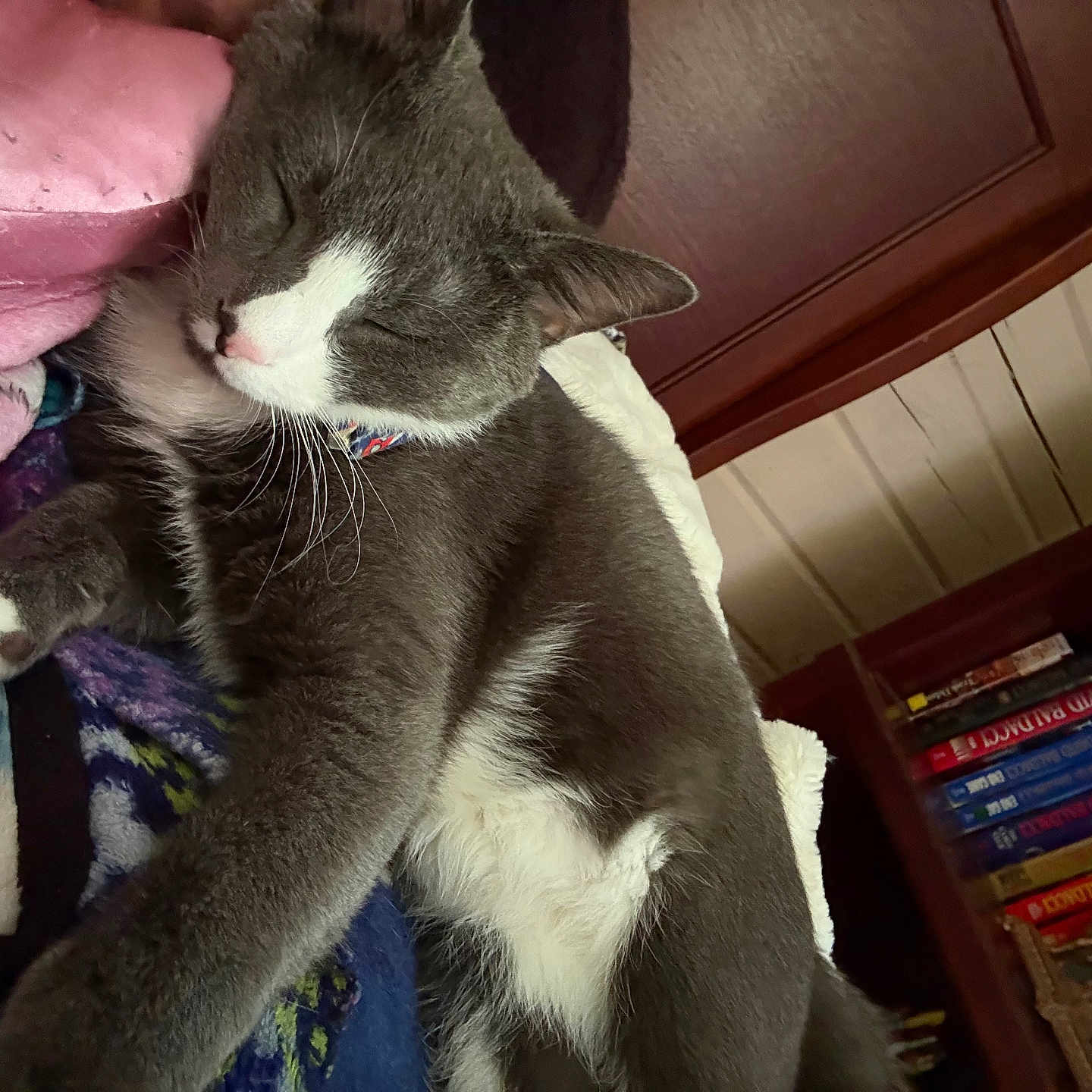 Mars is registered to the contest to win money with this photo: cat, sleeping, gray_cat, white_fur, blanket, pillow, indoor, furniture, bookshelf, books, wood, cozy, resting, pet, animal, fur, closeup, cute, relaxed, home
